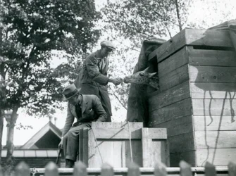 Men transporting a young giraffe to London Zoo, offering a snack on arrival